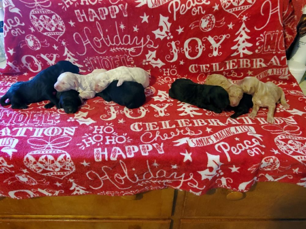 ONCE UPON A TIME GOLDENDOODLE ACRES Updated August 2024 Lebanon, Connecticut Pet Breeders