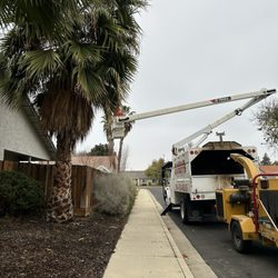 Clark's Tree Works - Before photo.