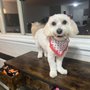 Photo of The Dog House Pet Salon