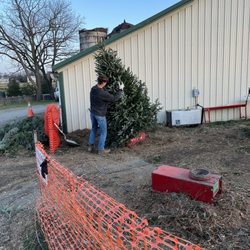 Mayne's Tree Farm - Taking all the bugs out and loose pines