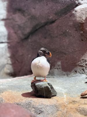 Georgia Aquarium by null