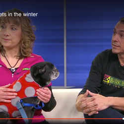 Bark Busters Home Dog Training Southern CT