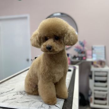 The Pet Studio - Just groomed!! - Pet Groomers Near Me - Clarksville, Tennessee
