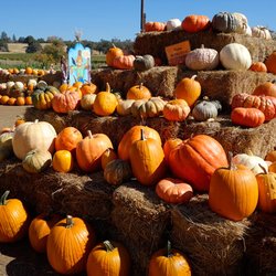 The Pumpkin Patch - We grow lots of new and unusual varieties every year!