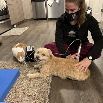 Canine PT and Me - Getting his laser treatment - Animal Physical Therapy Near Me Canine PT and Me - Getting his laser treatment - Animal Physical Therapy Near Me
