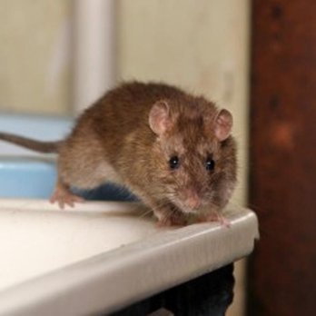 Pest Predator - Pest Control Near Me - Brighton, Colorado Pest Predator - Pest Control Near Me - Brighton, Colorado