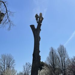 Wolfe Tree Service