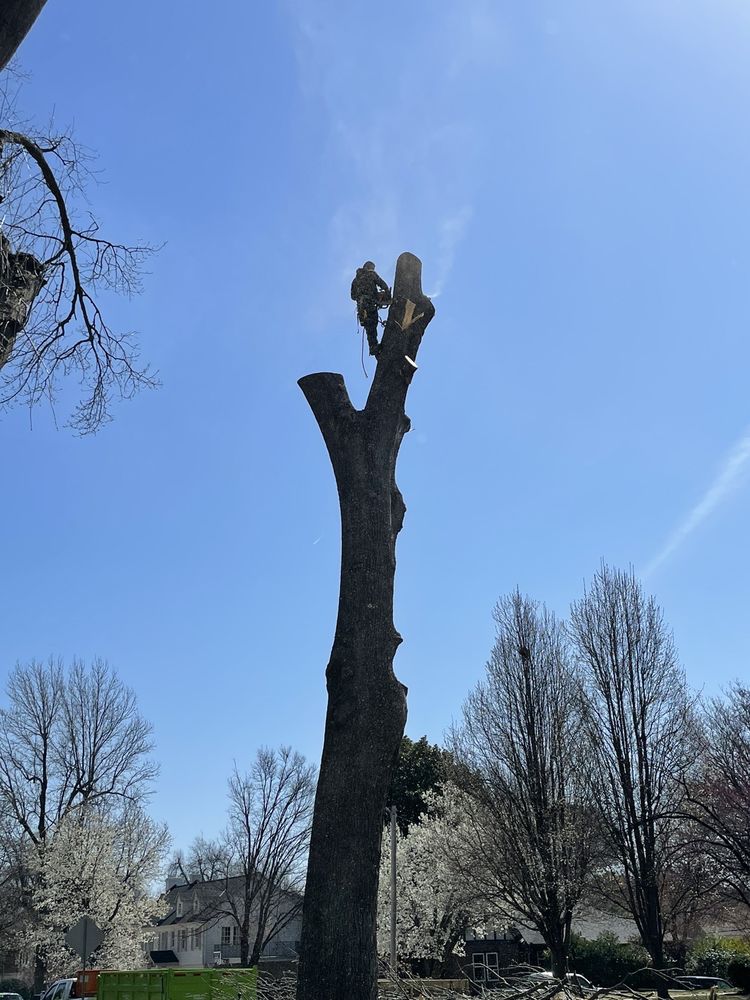 Wolfe Tree Service - tree service in Tulsa, OK