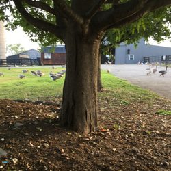 The Farm - Chickens, ducks, turkeys, guinea fowl, peacock, rabbits, goats, sheep, cats and kittens, and miniature donkey all living in harmony.