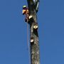 Photo of H&L Tree Service