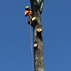 H&L Tree Service - Tree Removal in Laurinburg, NC