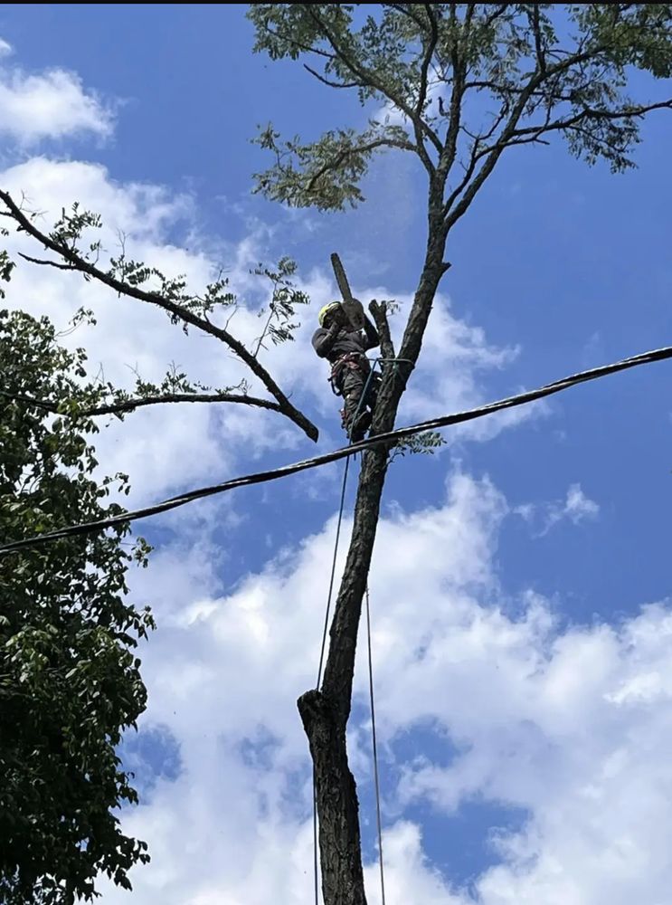Red Woodpecker Tree Service - tree service in White House, TN
