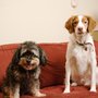 Photo of Westchester Doggery