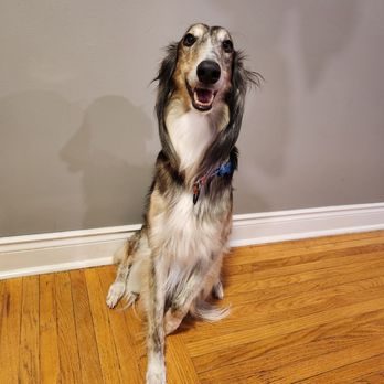 Walking Pals Pet Service - Nemo - Dog Walkers Near Me - Brantford, Ontario Walking Pals Pet Service - Nemo - Dog Walkers Near Me - Brantford, Ontario