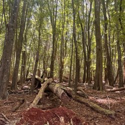 Makawao Forest Reserve - Kahakapao loop trail