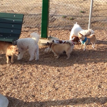 Diamond Bar Dog Park - Everyone getting to know each other. - Dog Parks Near Me - Diamond Bar, California
