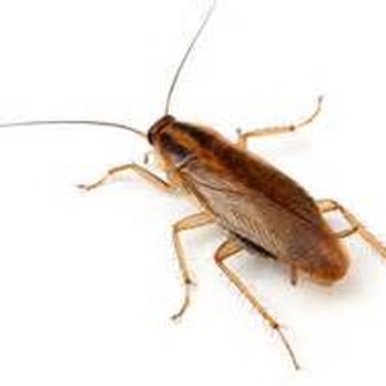 Die Na Mite Termite Company - Home Inspectors Near Me - Hesperia, California Die Na Mite Termite Company - Home Inspectors Near Me - Hesperia, California