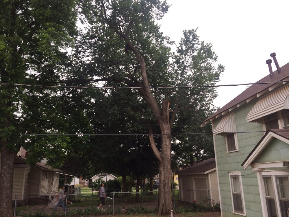 Calico Tree Service - tree service in Tulsa, OK