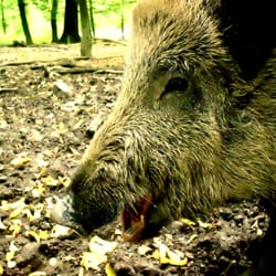 Schutzgemeinschaft Deutscher Wald