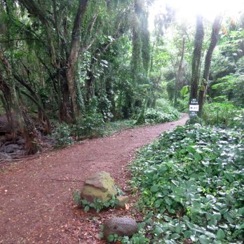 Unique Maui Tours - Honolua Forest - Tours Near Me Unique Maui Tours - Honolua Forest - Tours Near Me