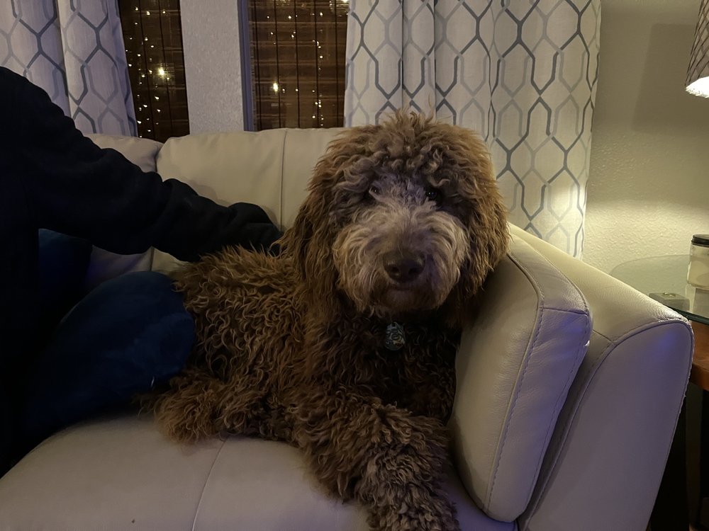 BOW WOW PET GROOMING & KENNEL Updated July 2024 Indian Trail, North