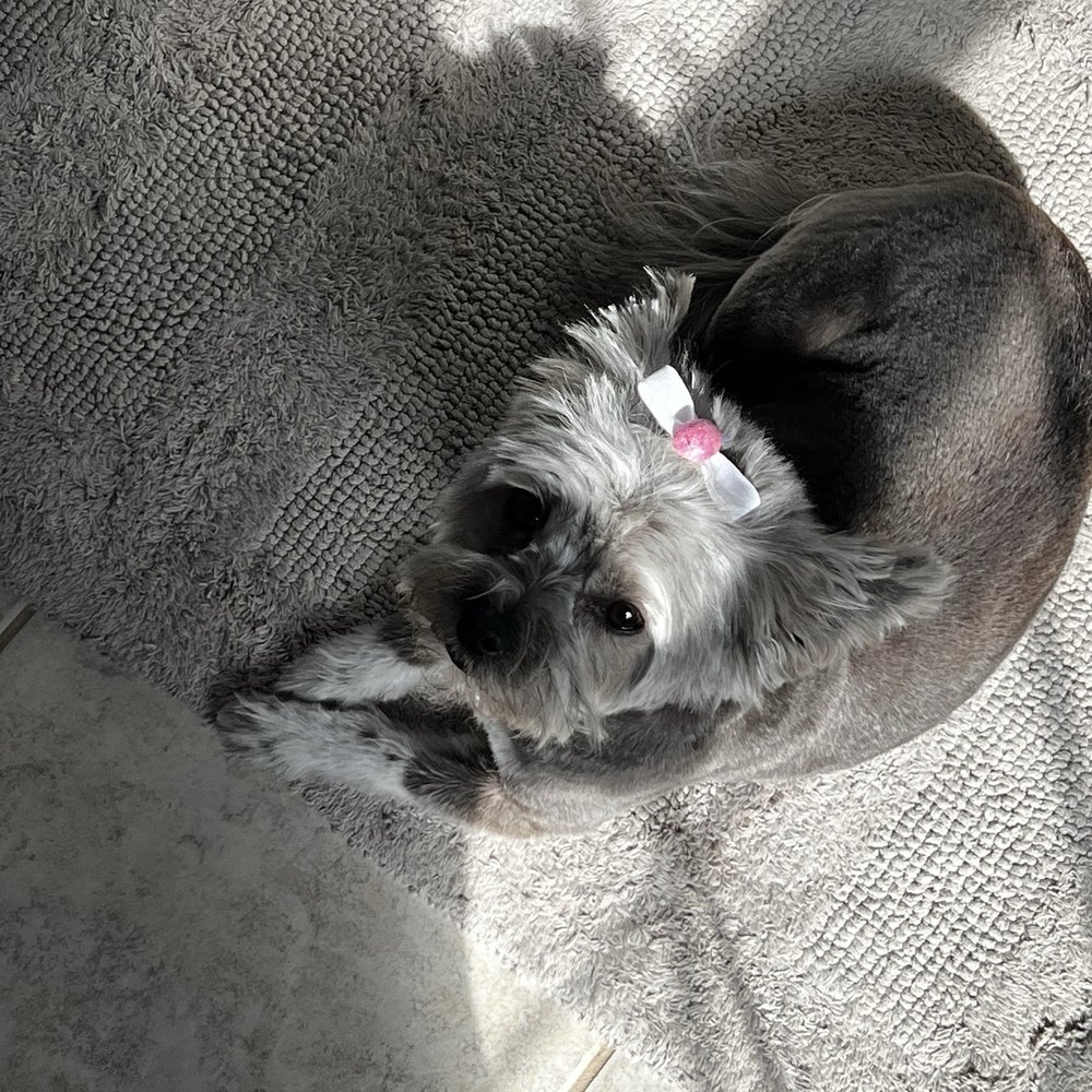 Barks & Bows Pet Spa - Pet Groomers Near Me - Chillicothe, Ohio