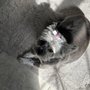 Photo of Barks & Bows Pet Spa