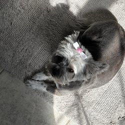 Barks & Bows Pet Spa