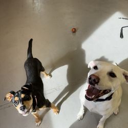 Dakotah's Doggy Daycare, Hotel, Salon, and Training - Minnie(on the right) and her new buddy that helped her work through the reactivity. Ended up being besties by the end!