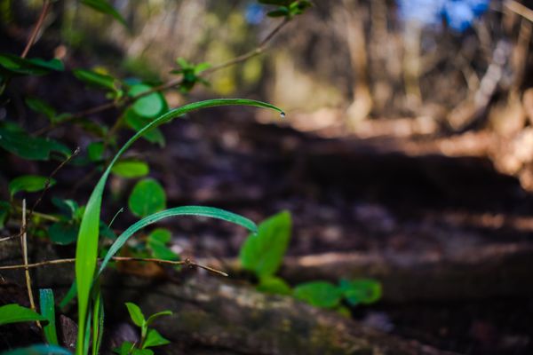 St. Edward's Greenbelt by null