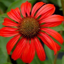Wits End Gardens - Echinacea 'Tomato Soup'