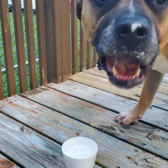 Bogie's Ice Cream - Miles always likes Bogies! - Ice Cream & Frozen Yogurt Near Me - Winchester, Indiana Bogie's Ice Cream - Miles always likes Bogies! - Ice Cream & Frozen Yogurt Near Me - Winchester, Indiana