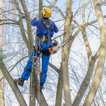 K V Tree Service - Tree Services Near Me K V Tree Service - Tree Services Near Me