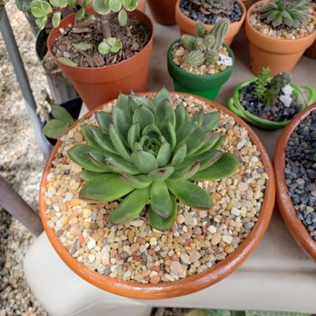 Francis's Cactus Succulents - This one too - so pretty! - Nurseries & Gardening Near Me - Los Angeles, California Francis's Cactus Succulents - This one too - so pretty! - Nurseries & Gardening Near Me - Los Angeles, California