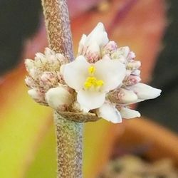 Central Arizona Cactus and Succulent Society - I cant remember what this was from.