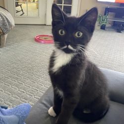 The Vet Clinic - She is approx 3months of age,no name yet,found her in need of lots of care,she is free to SPECIAL home,getting all shots&dewormed.9707563496
