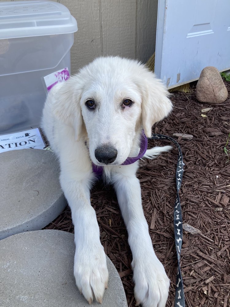 CATKINS ANIMAL RESCUE Updated September 2024 N15262 Oak Rd, Park