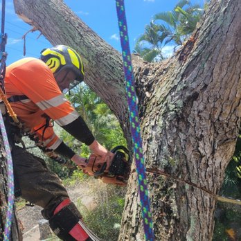 Island Trees - Monkey Pod removal - Tree Services Near Me Island Trees - Monkey Pod removal - Tree Services Near Me