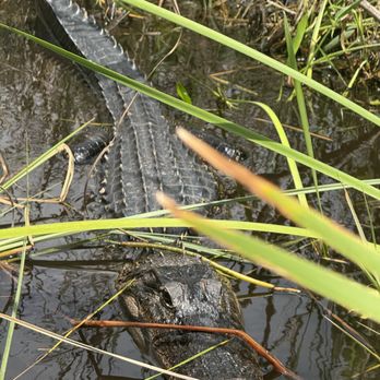 Everglades Airboat Tours - Alligator. - Boat Tours Near Me