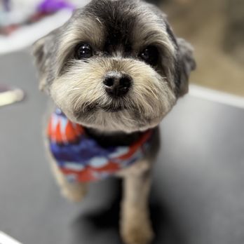 Pampered Pups By Helen - Pet Groomers Near Me Pampered Pups By Helen - Pet Groomers Near Me