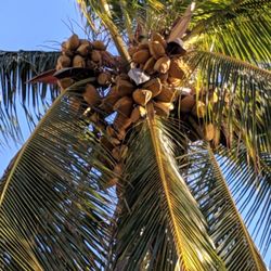 Psychic Readings by Katyanna Gabriel - Palm trees