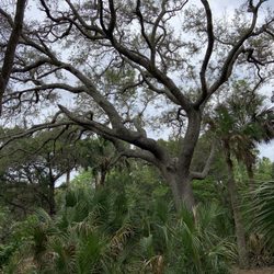 Betty Steflick Memorial Preserve - Beautiful trees.