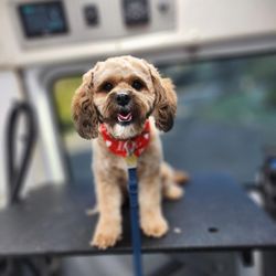 Aussie Pet Mobile of Puget Sound