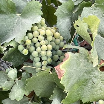 Bolero Restaurante - a nice walk after our hearty meal to see their grapes - Tapas/Small Plates Near Me - Temecula, California