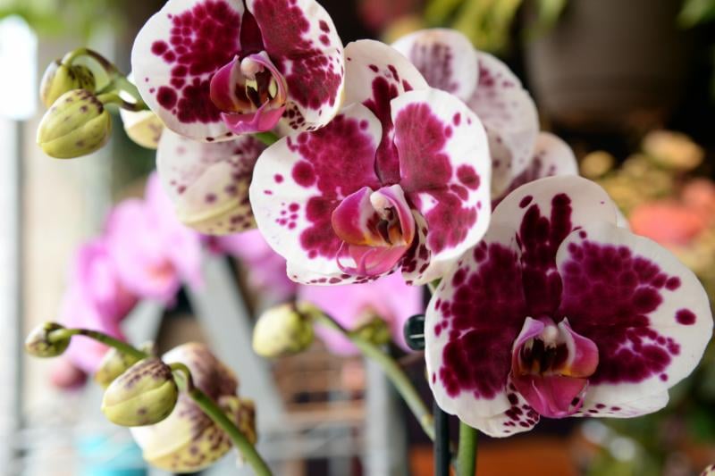 SOPHIE DORVAL Updated September 2024 12 Photos 156 Rue Saint