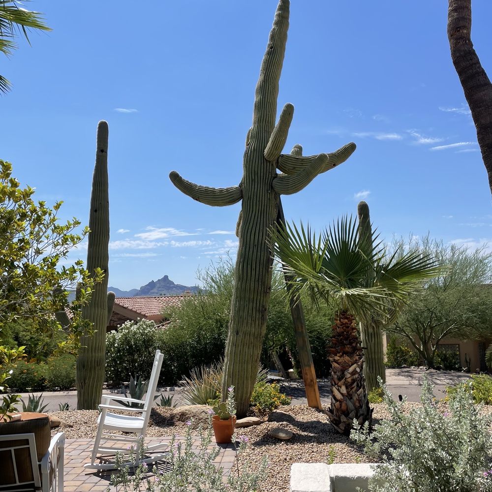 a cactus in a garden a cactus in a garden