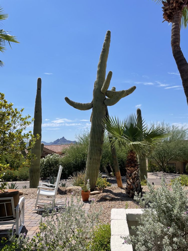AZ CACTUS EXPERTS - 60 Photos & 30 Reviews - Phoenix, Arizona ...