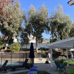 Elenes Tree Service - Backyard trees (before work done)
