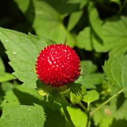 Wilbur Woods - False Strawberry