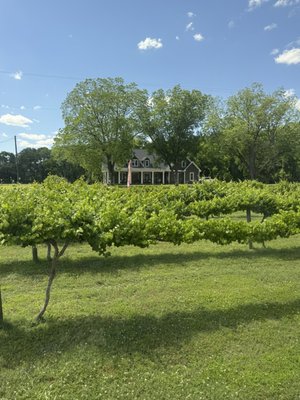 A Secret Garden Winery by null